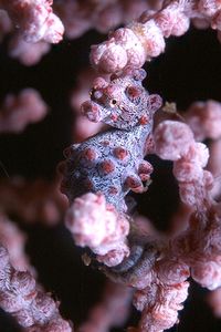 Cavalluccio marino pigmeo (Hippocampus bargibanti)