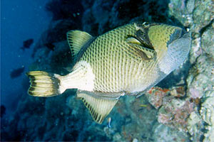 Pesce balestra (Balistoides viridescens)