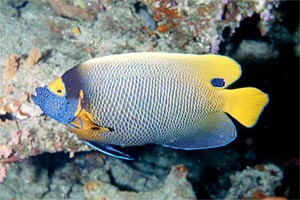 Pesce angelo (Pomacanthus xanthometopon)