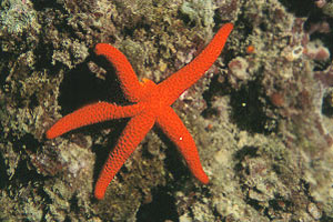 Stella rossa (Echinaster sepositus)