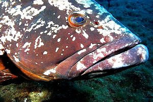 Cernia bruna (Epinephelus marginatus)