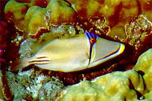 Pesce picasso (Rhinecanthus assasi)