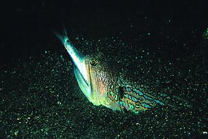 Pesce serpente (Trachinocephalus myops)