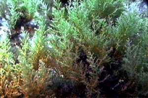 Cistoseira (Cystoseira tamariscifolia)
