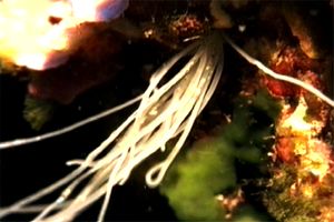 Verme tentacolato (Eupolymnia nebulosa)