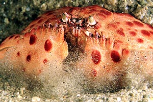 Granchio melograno (Calappa granulata)