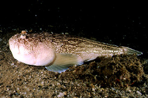 Pesce prete (Uranoscopus scaber)