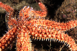 Stella marina spinosa minore (Coscinasterias tenuispina)