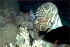 Pesce chirurgo zebra (Zebrasoma desjardinii)