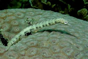 Pesce pipa (Corythoichthys intestinalis)