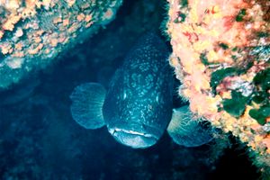 Cernia bruna (Epinephelus marginatus)