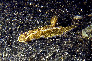 Doride dipinto (Hypselodoris picta)