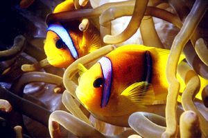 Pesce pagliaccio (Amphiprion bicinctus)