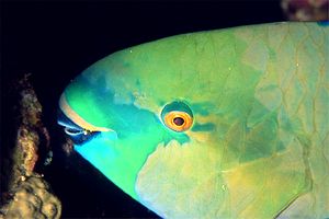 Pesce pappagallo rugginoso (Scarus ferrugineus)