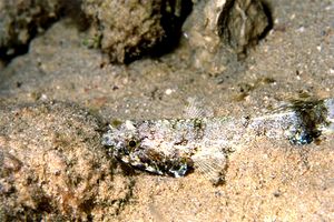 Pesce lucertola nebuloso (Saurida nebulosa)