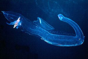 Mollusco gasteropode (Pterotrachea scutata)