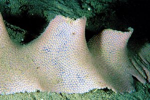 Mollusco gasteropode (Tonna galea)