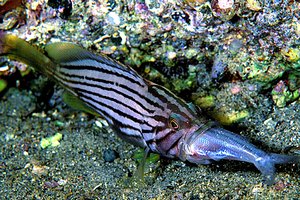 Cernia dorata (Epinephelus costae)