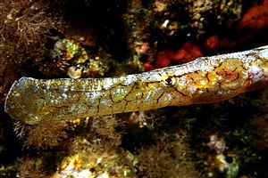 Pesce ago cavallino (Syngnathus typhle)