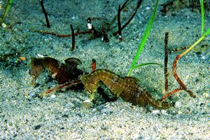 Cavalluccio marino (Hippocampus hippocampus)