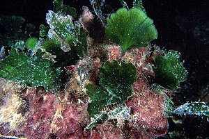 Ventaglio di mare (Flabellia petiolata)