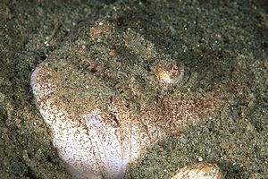 Pesce prete (Uranoscopus scaber)