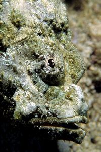 Falso Pesce Pietra (Scorpaenopsys diabolus)