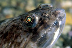 Pesce lucertola (Synodus saurus)