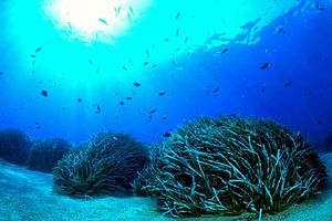 Posidonia (Posidonia oceanica)