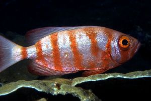 Pesce occhio grosso (Priacanthus hamrur)