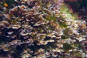 Alga calcarea (Corallina elongata)