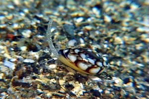 Mollusco gasteropode (Cyclope donovai)