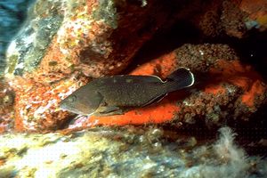 Cernia bruna (Epinephelus marginatus)