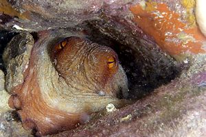 Polpo comune (Octopus vulgaris)