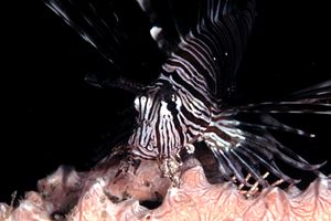 Pesce cobra (Pterois miles)