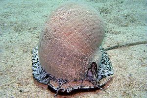 Mollusco gasteropode (Tonna galea)