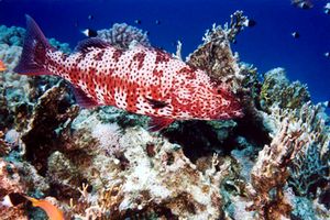 Cernia dei coralli del Mar rosso (Plectropomus pessuliferus marisrubri)