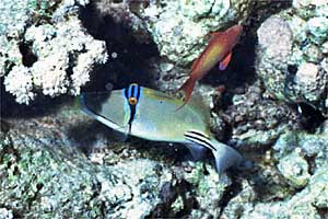 Pesce picasso (Rhinecanthus assasi)