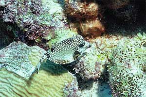 Pesce scatola (Lactophrys triqueter)