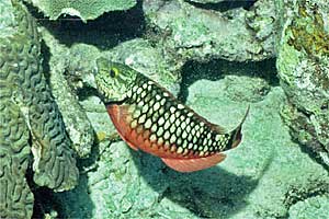 Pesce pappagallo di fuoco (Sparisoma viride)