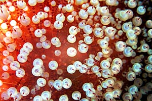 Riccio di mare cuoio (Asthenosoma nova species)