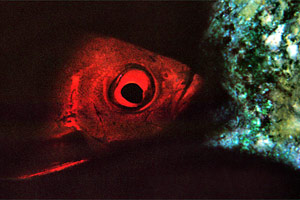 Pesce occhio grosso (Priacanthus hamrur)