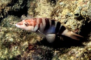 Sciarrano (Serranus scriba)