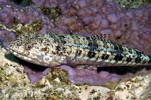 Pesce lucertola variegato (Synodus variegatus)