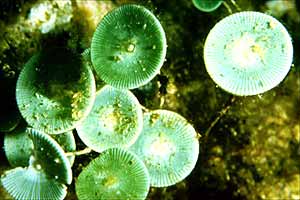 Ombrellino di mare (Acetabularia acetabulum)