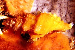 Murice crestato (Muricopsis cristata)