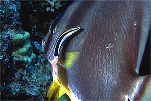 Pesce pulitore (Labroides dimidiatus)