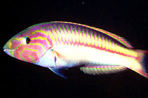 Donzella di klunzingeri (Thalassoma rueppellii)