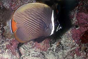 Pesce farfalla dal collare (Chaetodon collare)