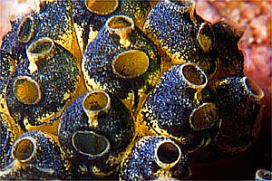 Ascidietta giallo-nera (Clavelina n.d.)